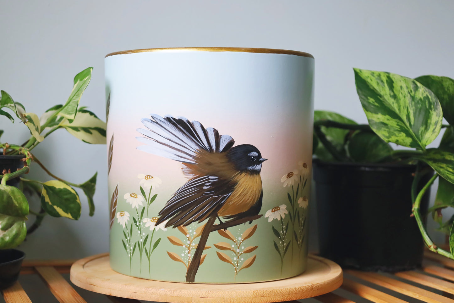 Graceful Fantail 20cm
