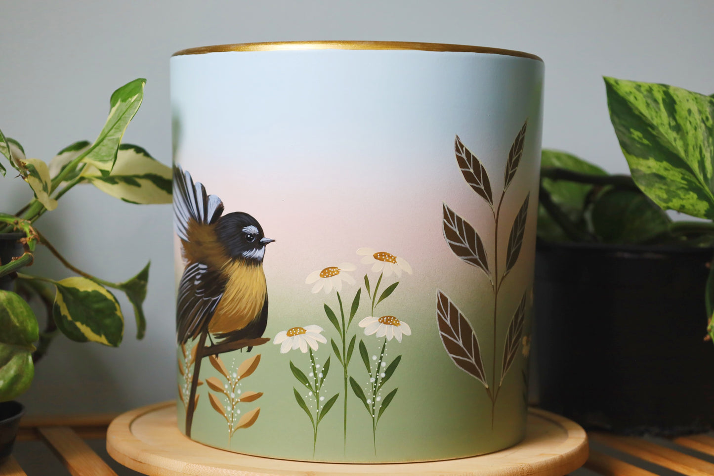 Graceful Fantail 20cm