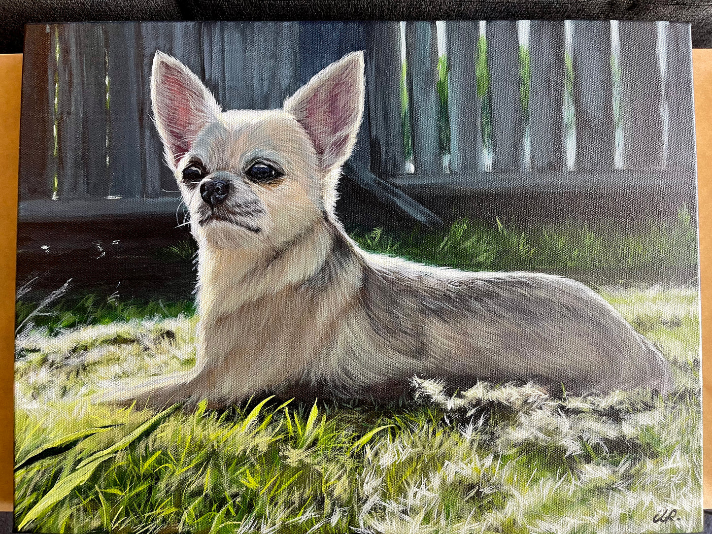 Pet Portraits
