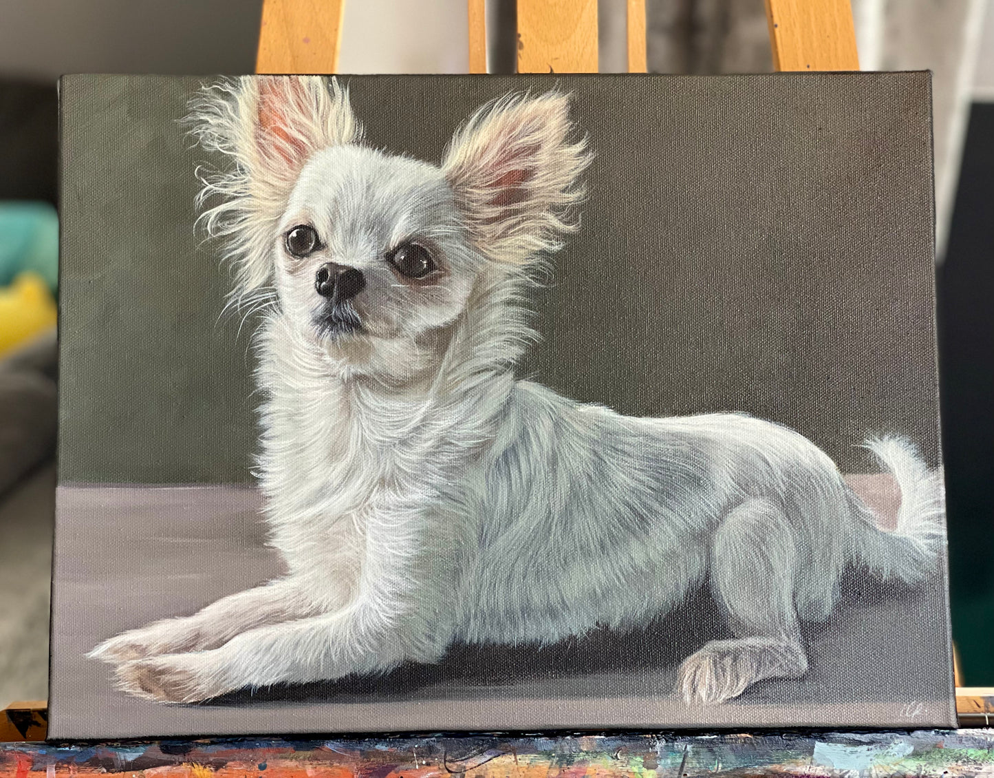 Pet Portraits