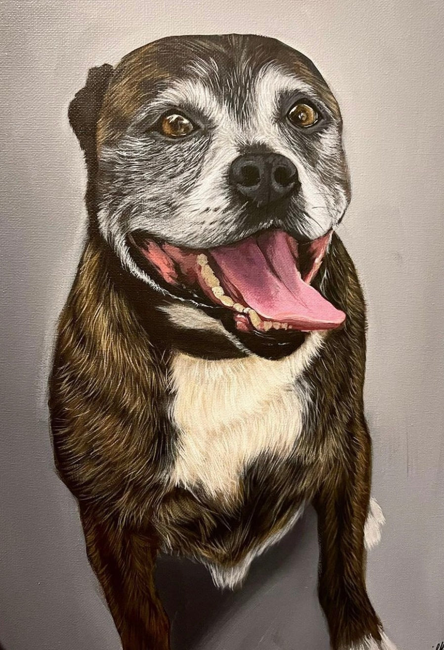 Pet Portraits